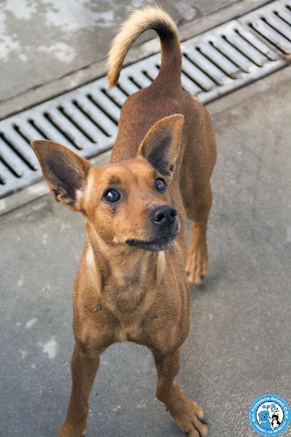 Dea, 5 kg di coraggio e simpatia Foto 5